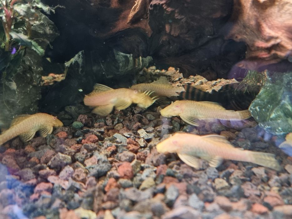 Ancistrus albinos