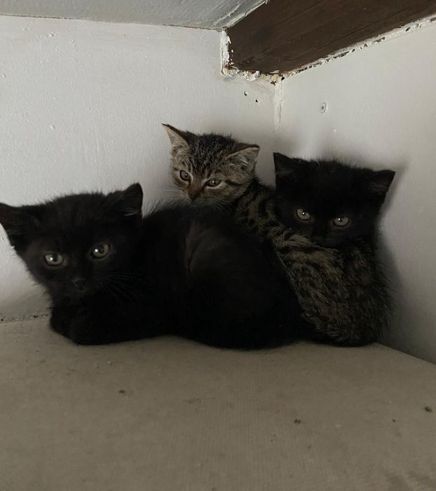 7 kociąt samych w lesie,pomóż mi znaleźć im domy,adoptuj,pokochaj,koty