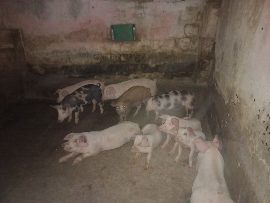 Vendo leitões cx Duroc