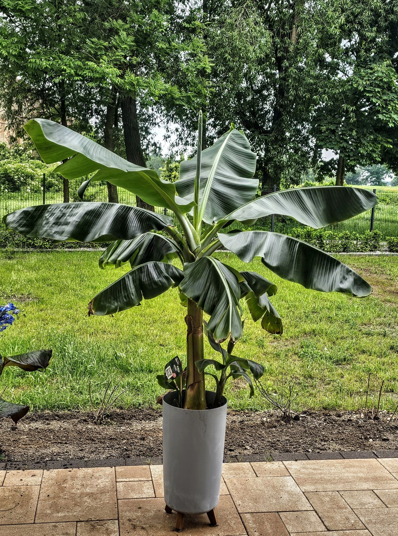 Bananowiec Musa dwarf Cavendish gigant xxl *Rarytas*