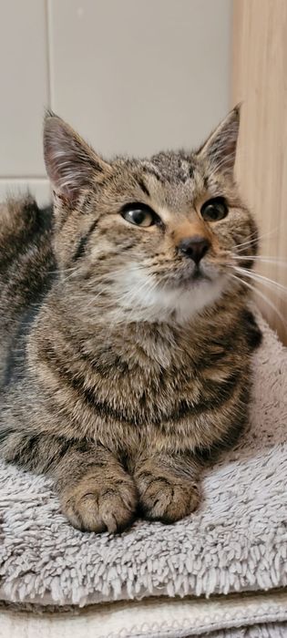 Piękna kotka i przystojny kocurek szukają kochającego domu