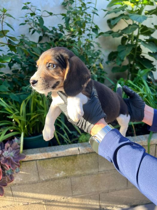 Beagle lindíssimo