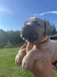 IRIA Puma Nero FCI Cane Corso szczenie po GRAND CHAMPIONIE
