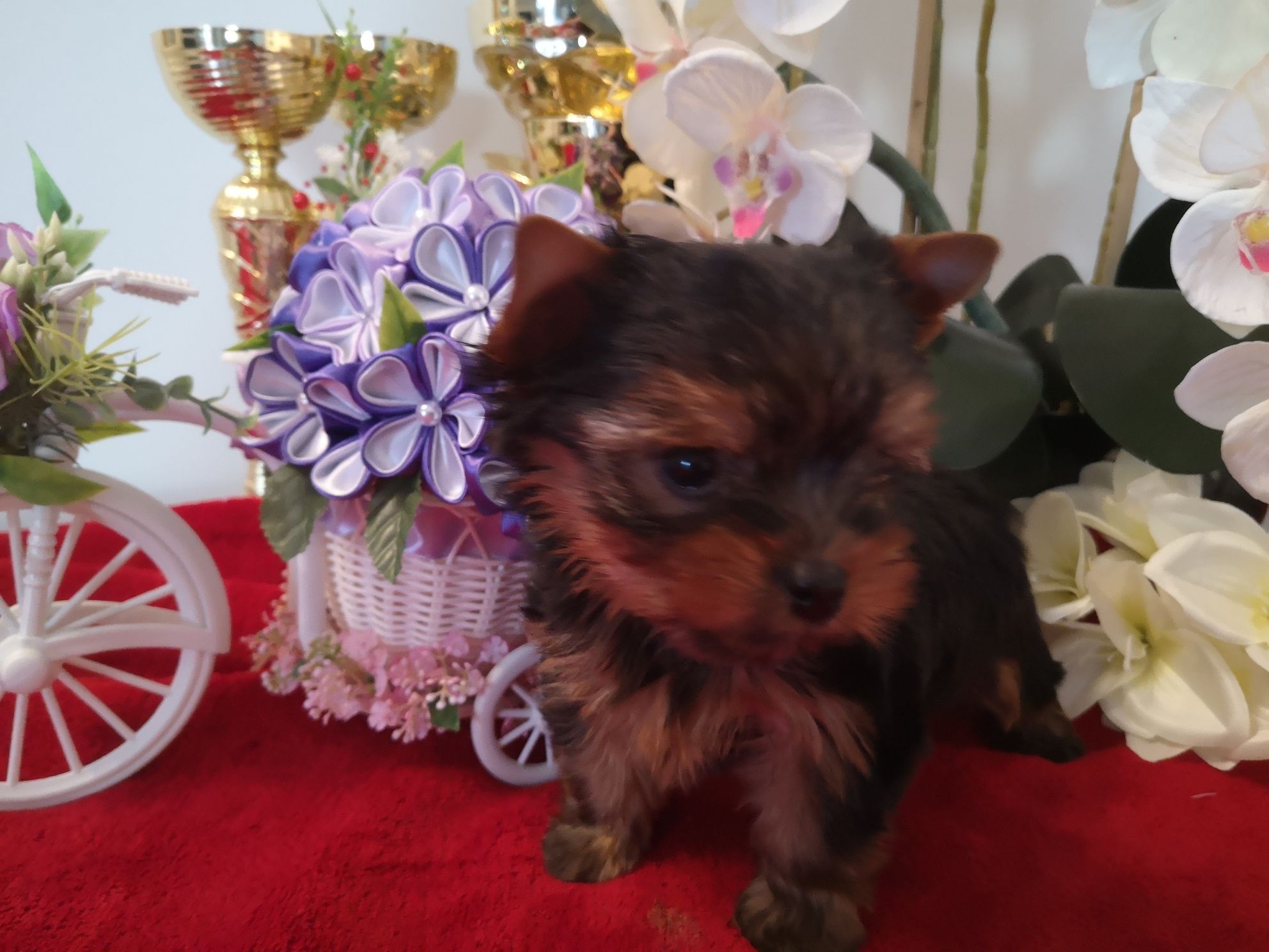 Yorkshire terrier piesek z rodowodem