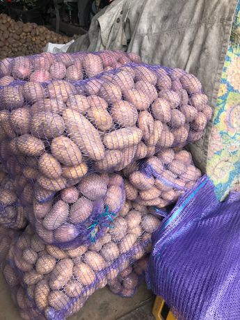 Продам домашню картоплю з Чернігівщини без хімії