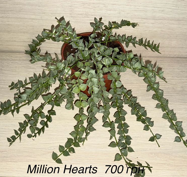 Хойі Компакти варієгатні та зелені ,інши сорта