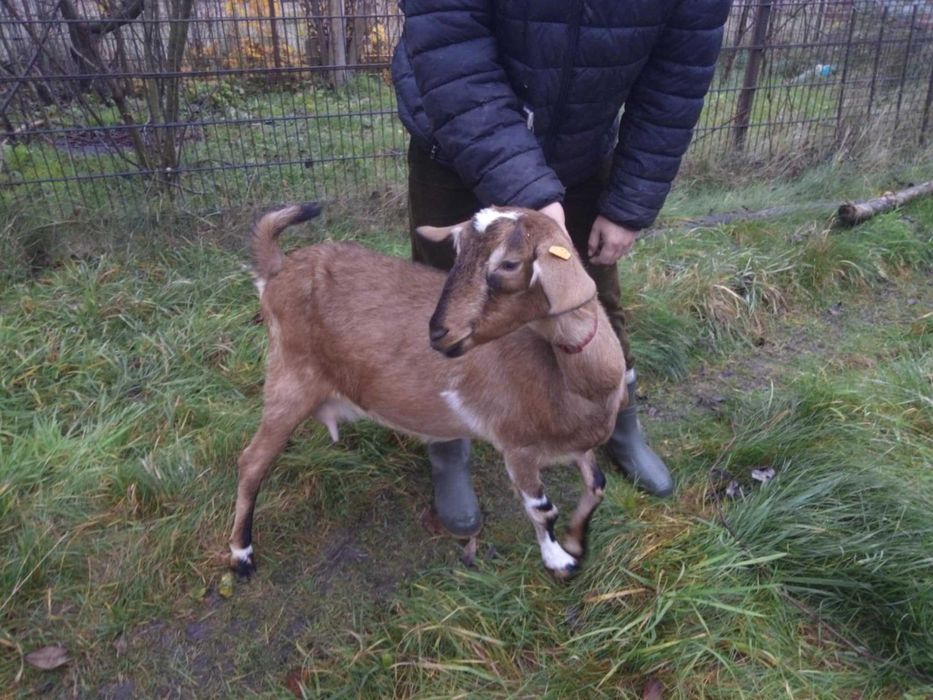 REZERWACJA Dwie kozy mleczne 50% AN
