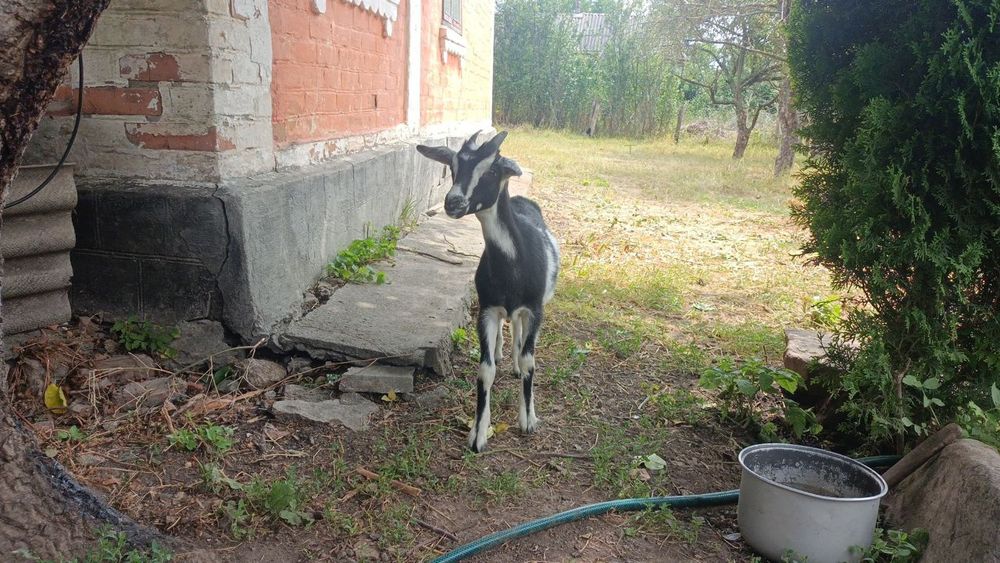 Продається молочна коза та козенята