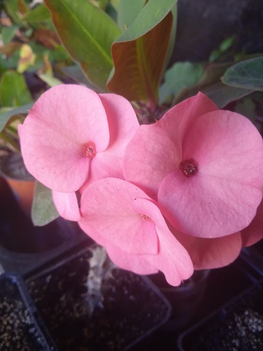 Молочай міля кімнатні квіти