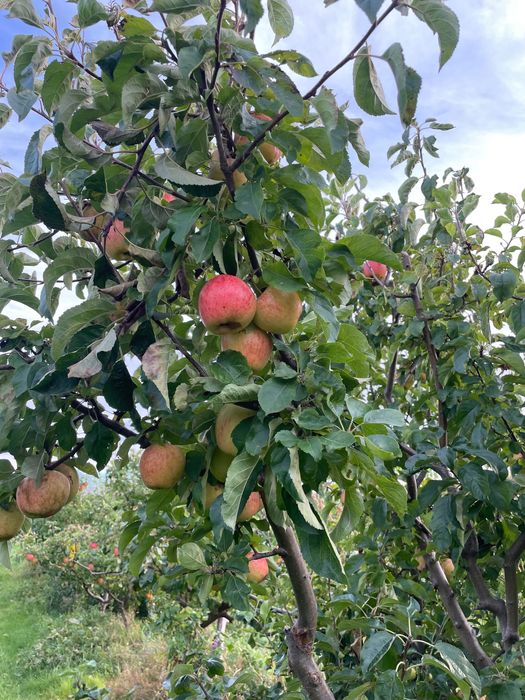 Jabłka, gruszki z własnego sadu / Gdynia Obłuże