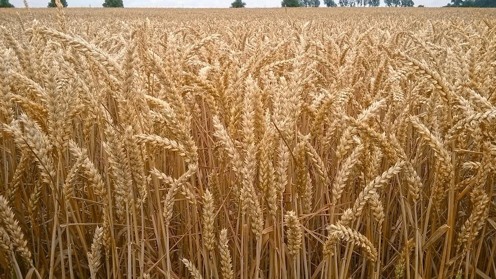 Pszenica ozima 2025 KWS DONOVAN, rok po centrali - workowana po 25kg