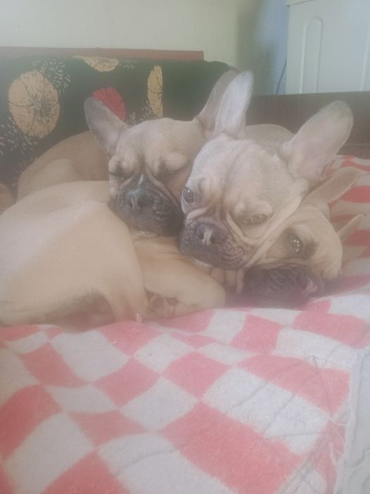 Продам французкие бульдожки. Цена минимальная.