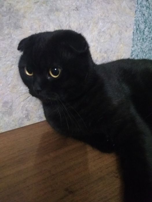 В'язка димчатий чорний