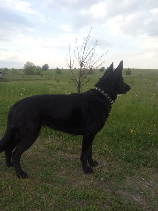 Чорна німецька вівчарка
