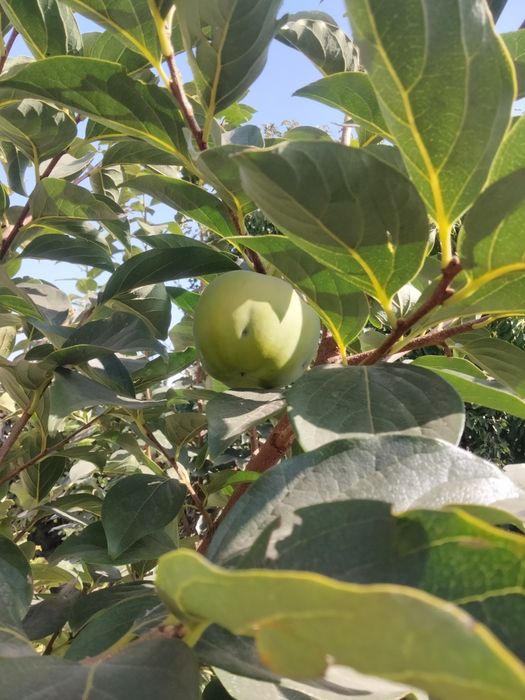 ХУРМА САЖЕНЦЫ.дар софиевки,виргинская .киви)гранат,инжир