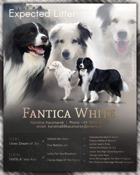 Border collie ZKwP FCI samiec suczka