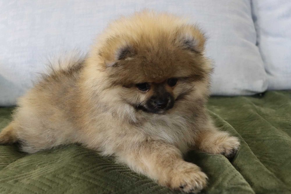 Lulu da pomerânia  com LOP, linhagem Russa, spitz alemão anão
