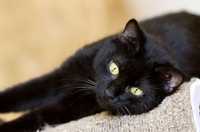 Черная кошка Наоми, 2 года, рошкошная кошечка, девочка