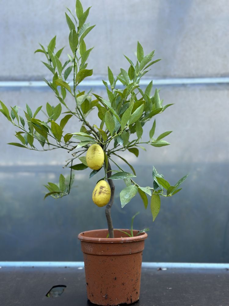 Limequat Anão com fruto