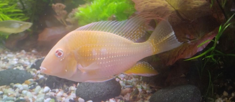 Ziemiojad Heckeli Albino
