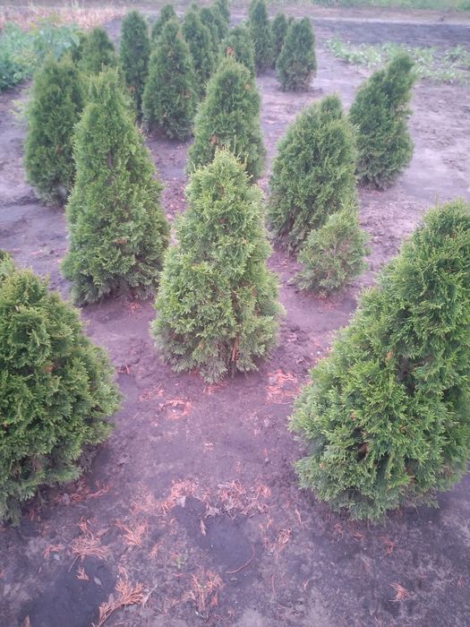 Продам туї висота 1-1,2 м