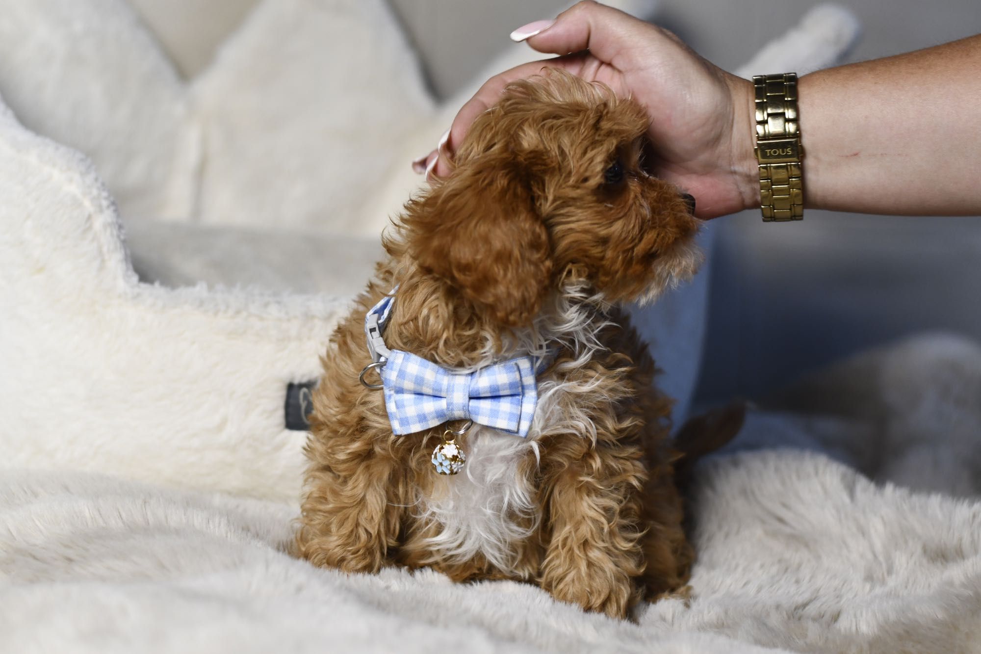Cavapoo F1 RED BROWN wyjątkowy chłopiec gotowy do odbioru