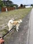 Akita inu młody piesek
