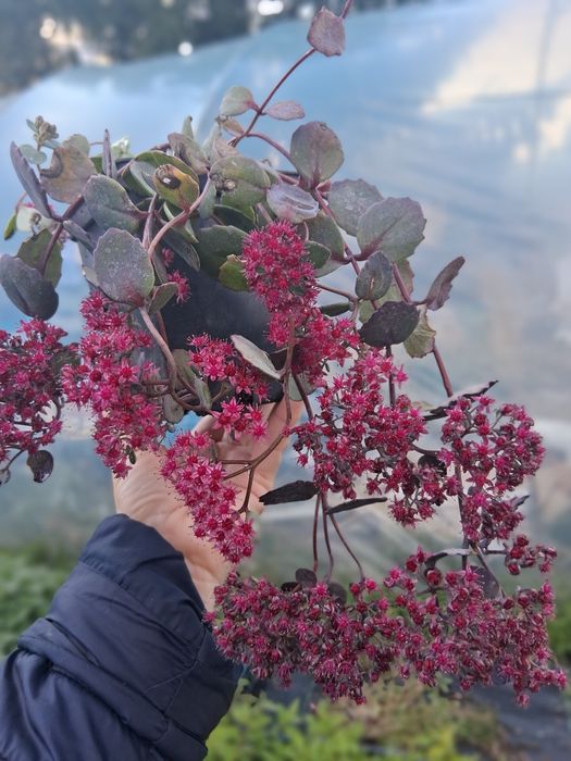 Rozchodnik Amber Red (sedum hybrida) KWITNIE TERAZ