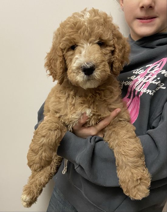 Pudel standard, standardowy, królewski, duży, suczka, szczeniak