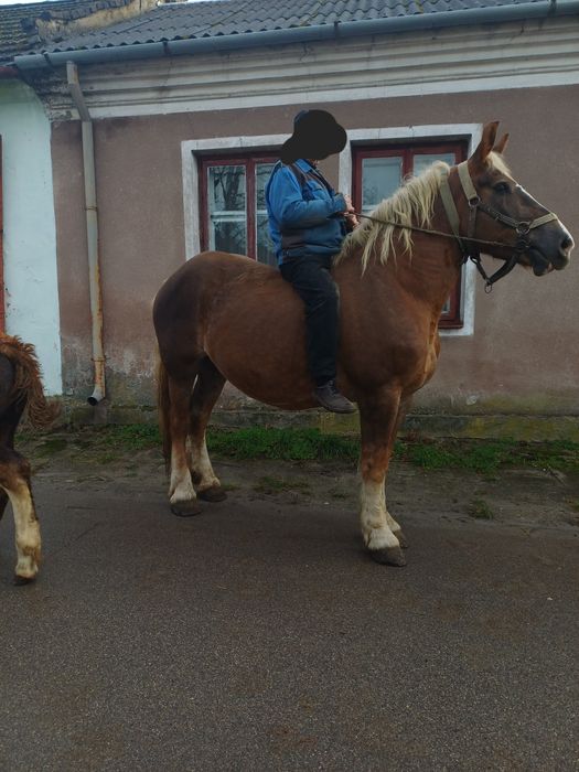 Klacz 9 lat z ogierkiem