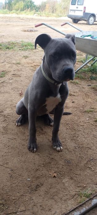 American Staffordshire Terrier szczeniak
