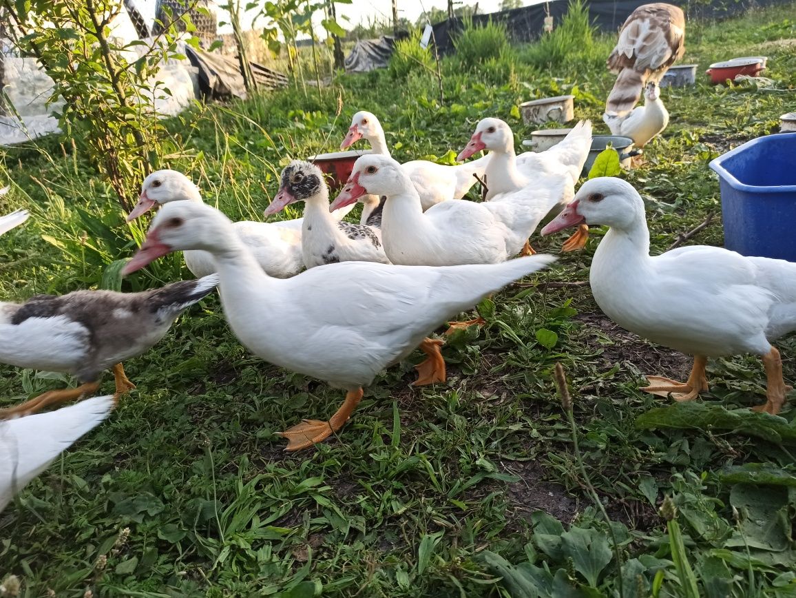 Młode kaczki francuskie ekologiczne z wolnego wybiegu
