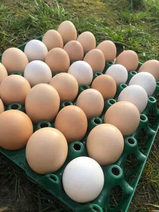 jaja wiejskie duże ilości