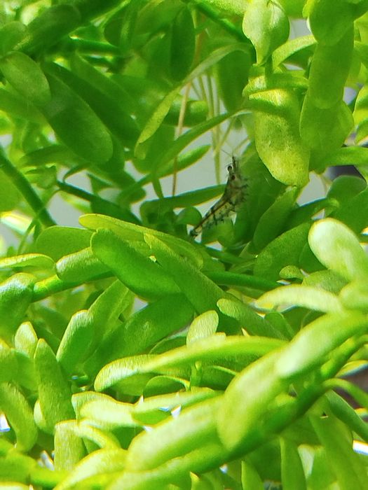 Krewetki zamienię na rybki