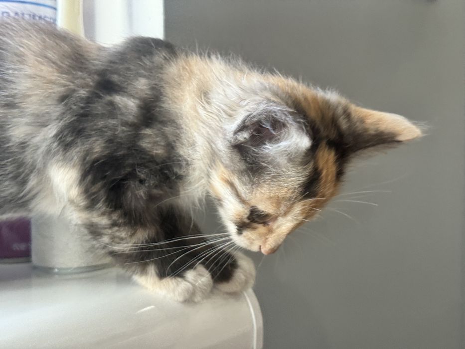 Маленьке кошеня, кіця 4 місяця Львів Вікторія Гарденс