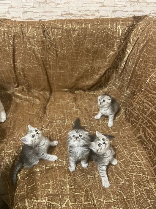 Шотландские котята
