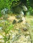 Guppies, papagaios anões, Molly's e camarões