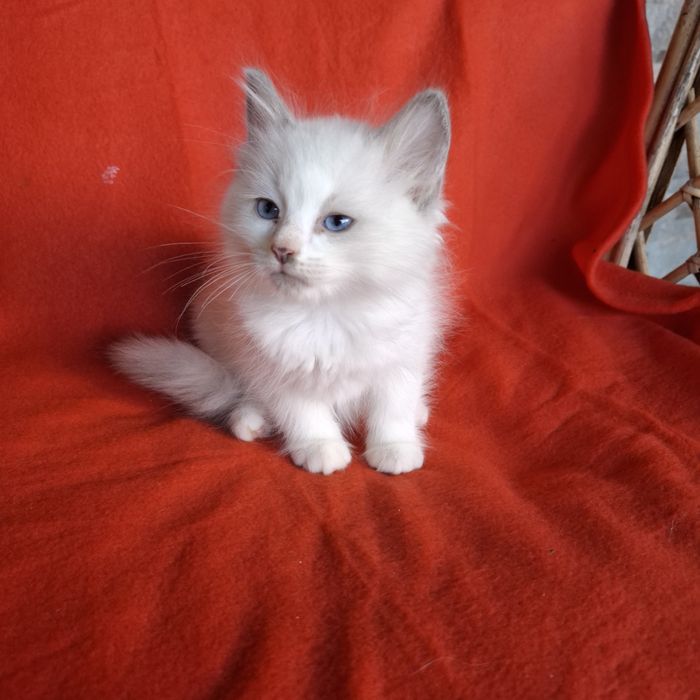 Ragdoll kocurek rodowód+wyprawka