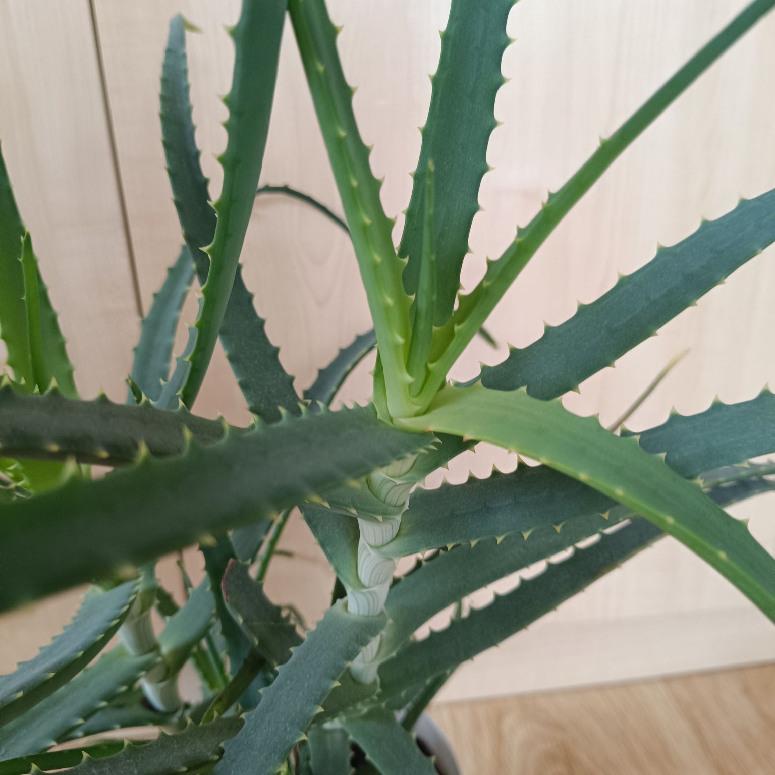 Aloes drzewiasty