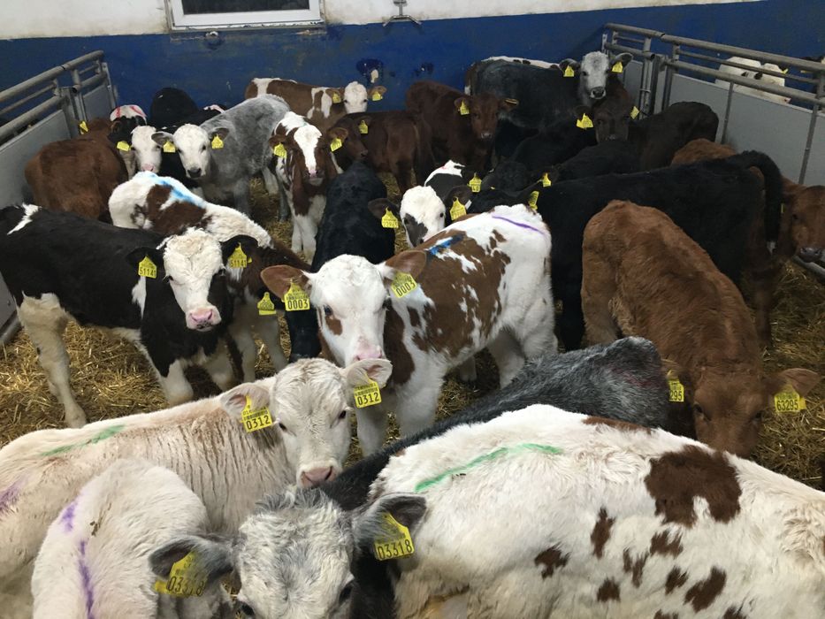 Cielaki mięsne byli jałówki