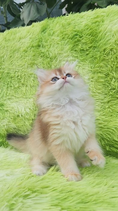 Шотландське кошеня золота шиншила