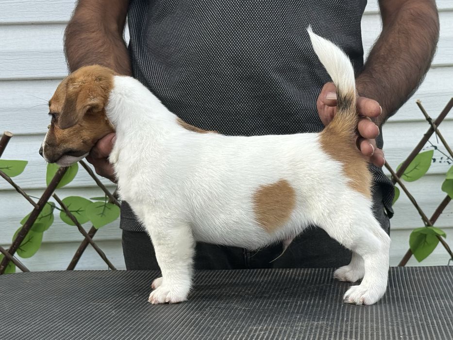 Jack russell Terrier