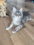 Niebieski kocurek Maine Coon