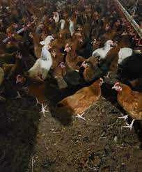 Kury Nioski z jajkiem ! Rosa Sendi ISA Tetra Lohmann Leghorn ! Dowóz !