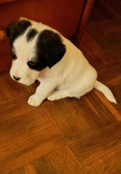 Cadela bebé 1 mês e meio