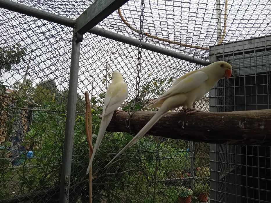 Ring neck novos de 2025