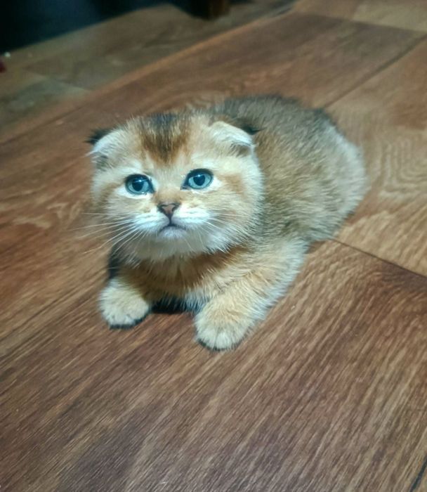 Шотландське котеня