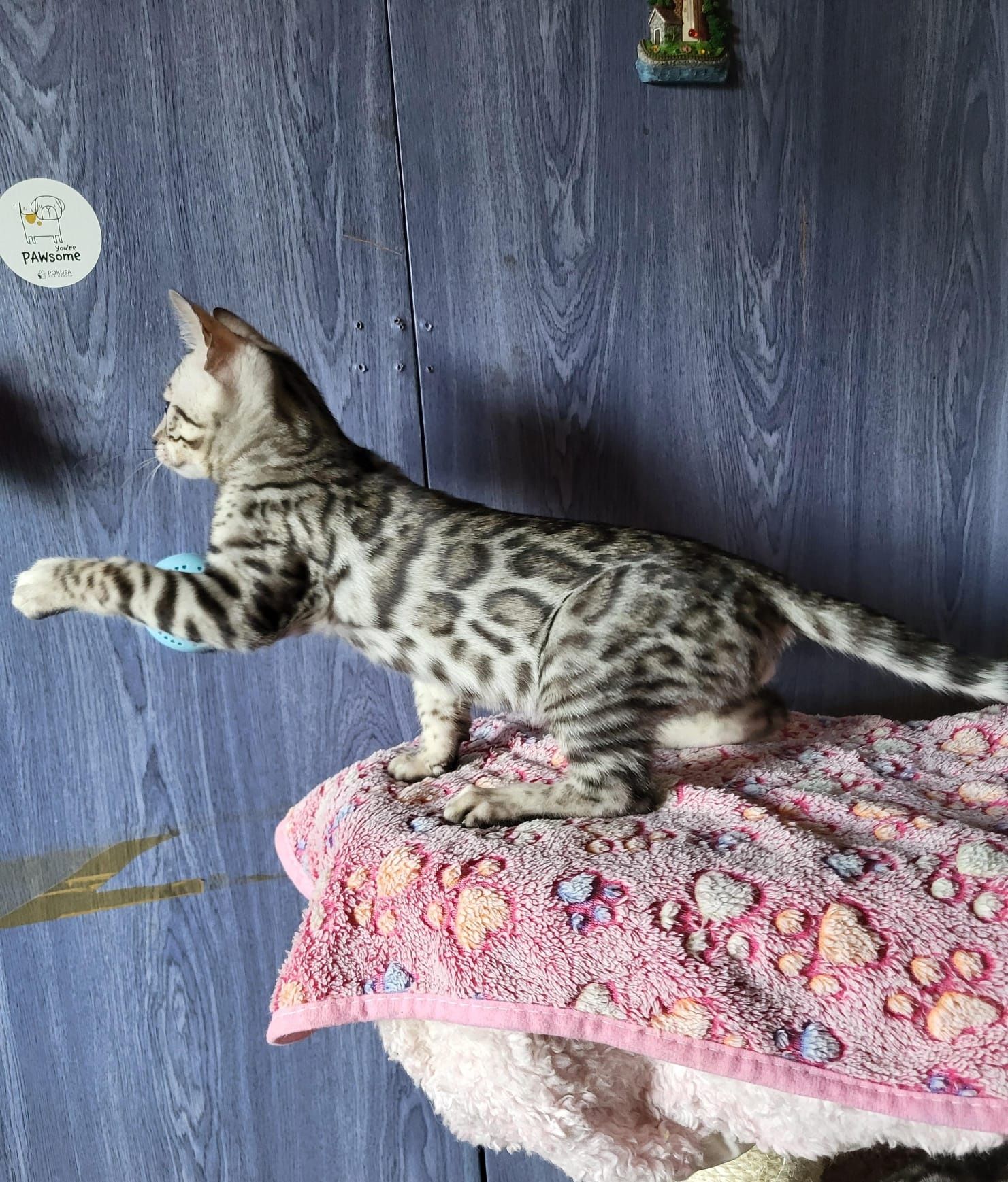 Srebrny kocurek bengalski kot kocur bengal rodowód