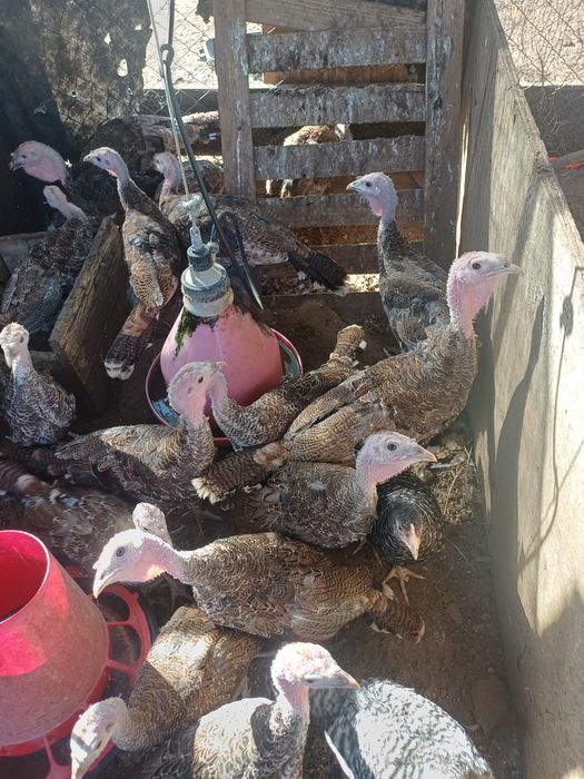 Perus e peruas de várias idades