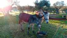 Vendo casal de burros  novos
